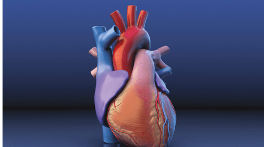 One Heart Cardiology Niddrie - Comprehensive Cardiac Care